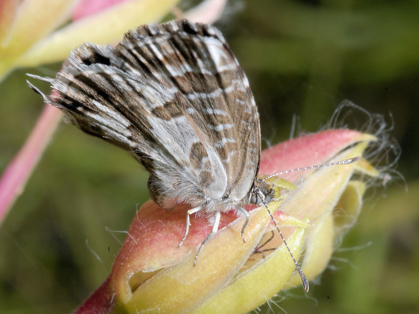 E'' tornata Cacy!